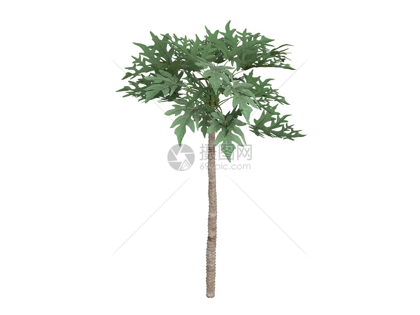木木谷插图木材植物生活热带树干植物群绿色木瓜白色图片