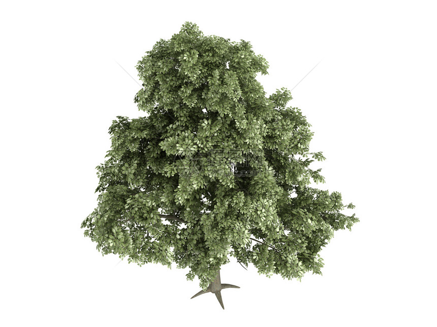 Oak或Quercus 石油木头木材环境叶子美丽生态插图植物生活果皮图片
