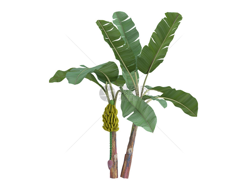 香蕉或插图环境植物植物群叶子树干木头热带水果生态图片