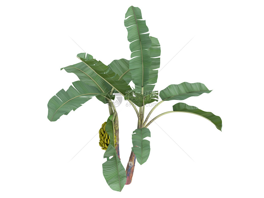 香蕉或植物群生态芭蕉植物插图环境热带树干木头生活图片
