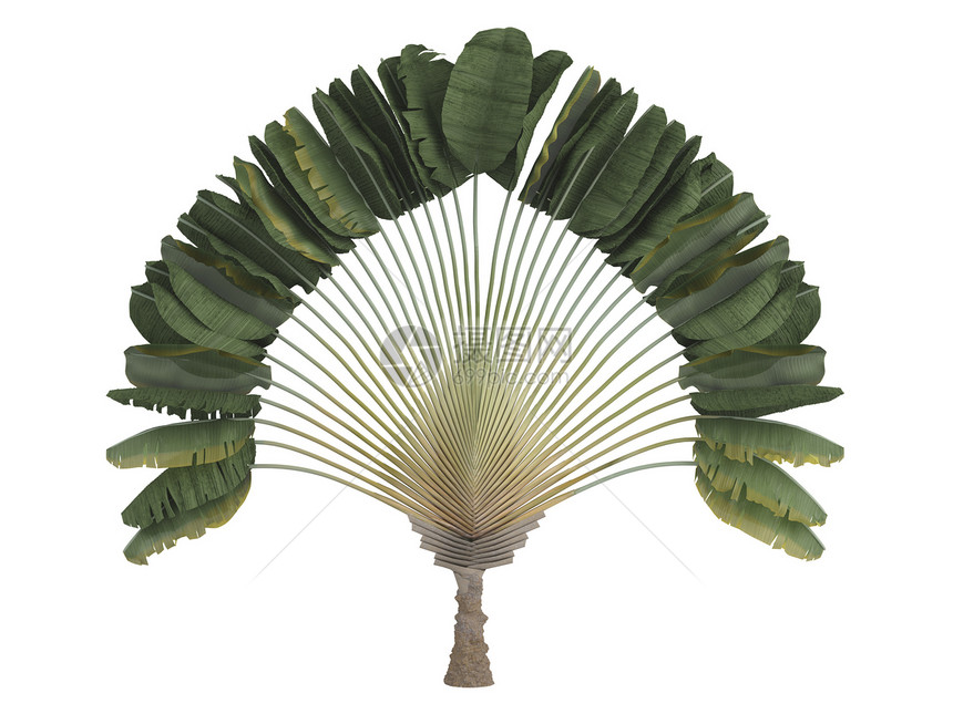 旅行者棕榈或生态美丽木头优美生活旅行插图叶子植物环境图片