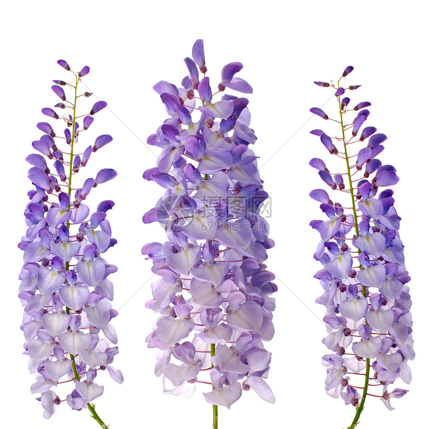 维斯特西雅花花花园情调生长白色紫色藤蔓美丽蓝色花瓣工作室图片