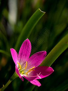 莉莉雨宏观百合花瓣季节植物叶子下雨热带花园植物学背景图片