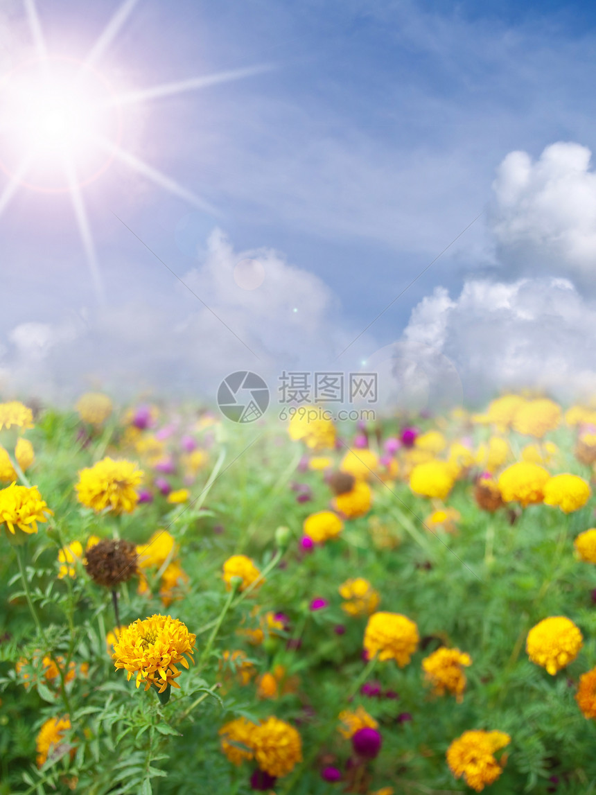 立形字段框架生长草地阳光季节叶子草本植物花粉农田野花图片