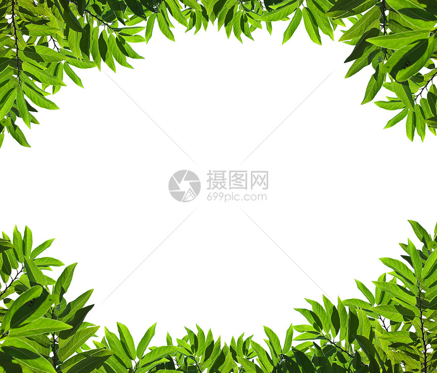 天然绿色绿叶框架花园植物艺术生态植物学宏观环境枝条草本植物光合作用图片