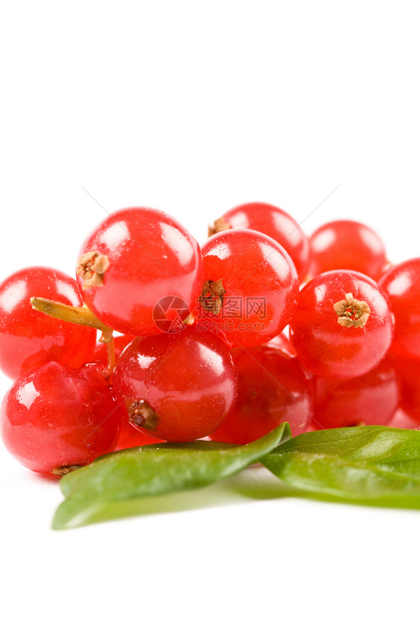 白色背景的曲线健康浆果树木红色花园叶子甜点食物水果图片