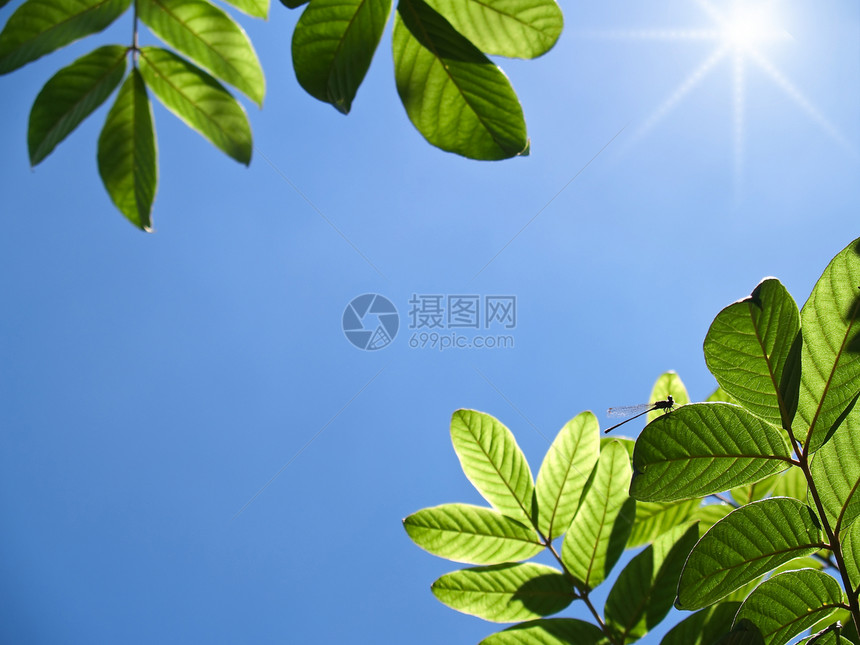 绿叶天空蓝色艺术宏观墙纸绿色太阳植物床单阳光图片