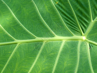 绿叶叶黄色植物群热带墙纸植物窗饰叶子花园风格装饰背景图片