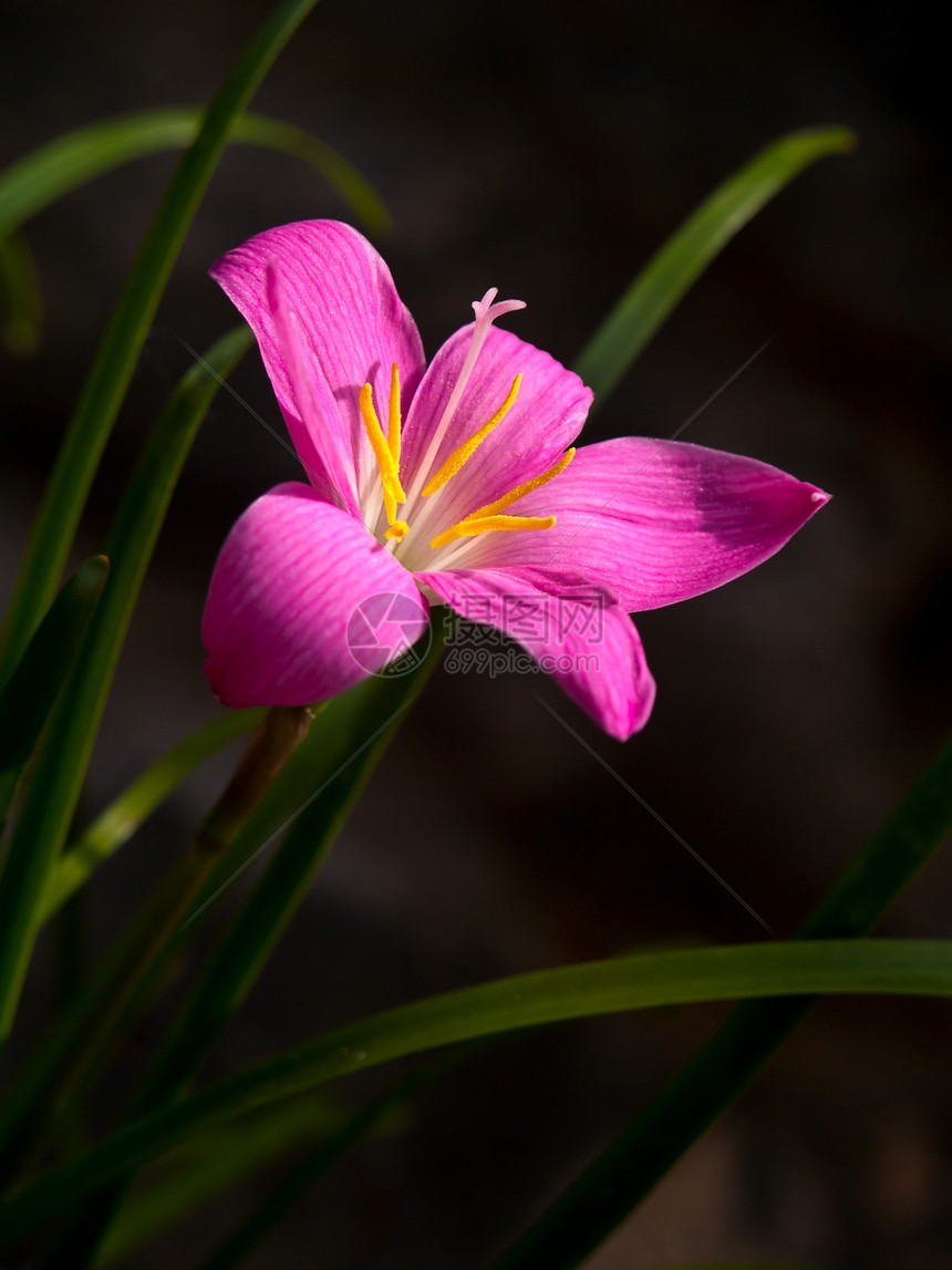 莉莉雨季节植物学和风下雨热带植物群叶子蔷薇宏观粉色图片