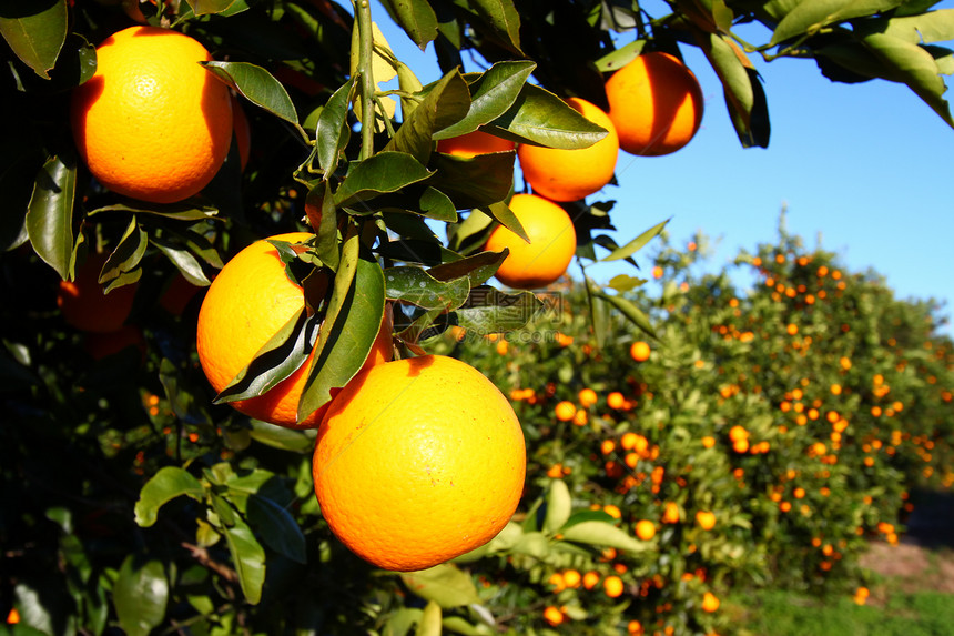 佛罗里达橙色场景植物群橙子植物学树林农业叶子植物阳光风景图片