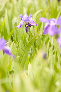 施韦利宁蓝色百合花园自然界高清图片