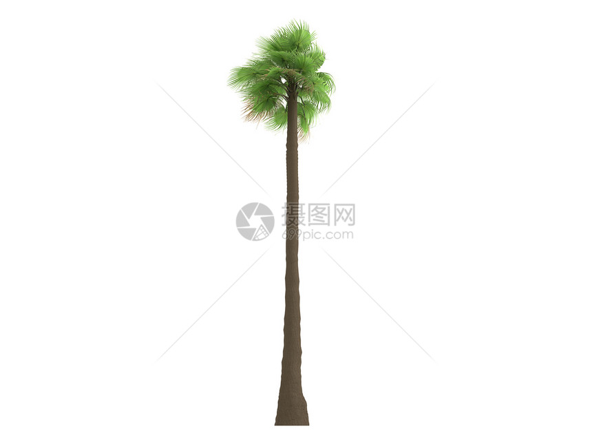 沙漠扇形棕榈或植物插图树干生态叶子生活植物群环境木头扇子图片