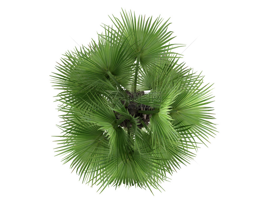 沙漠扇形棕榈或生活生态热带植物群插图树干木头叶子植物扇子图片