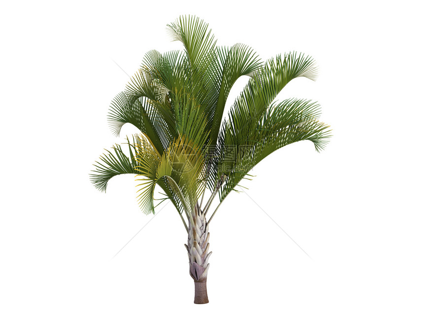 三角形棕榈或丁环十二烯酸亚热带德卡丛林树干花园环境情调生活天堂异国图片