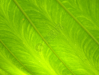 绿叶叶绿色植物群花园墙纸热带植物装饰窗饰植物学风格背景图片