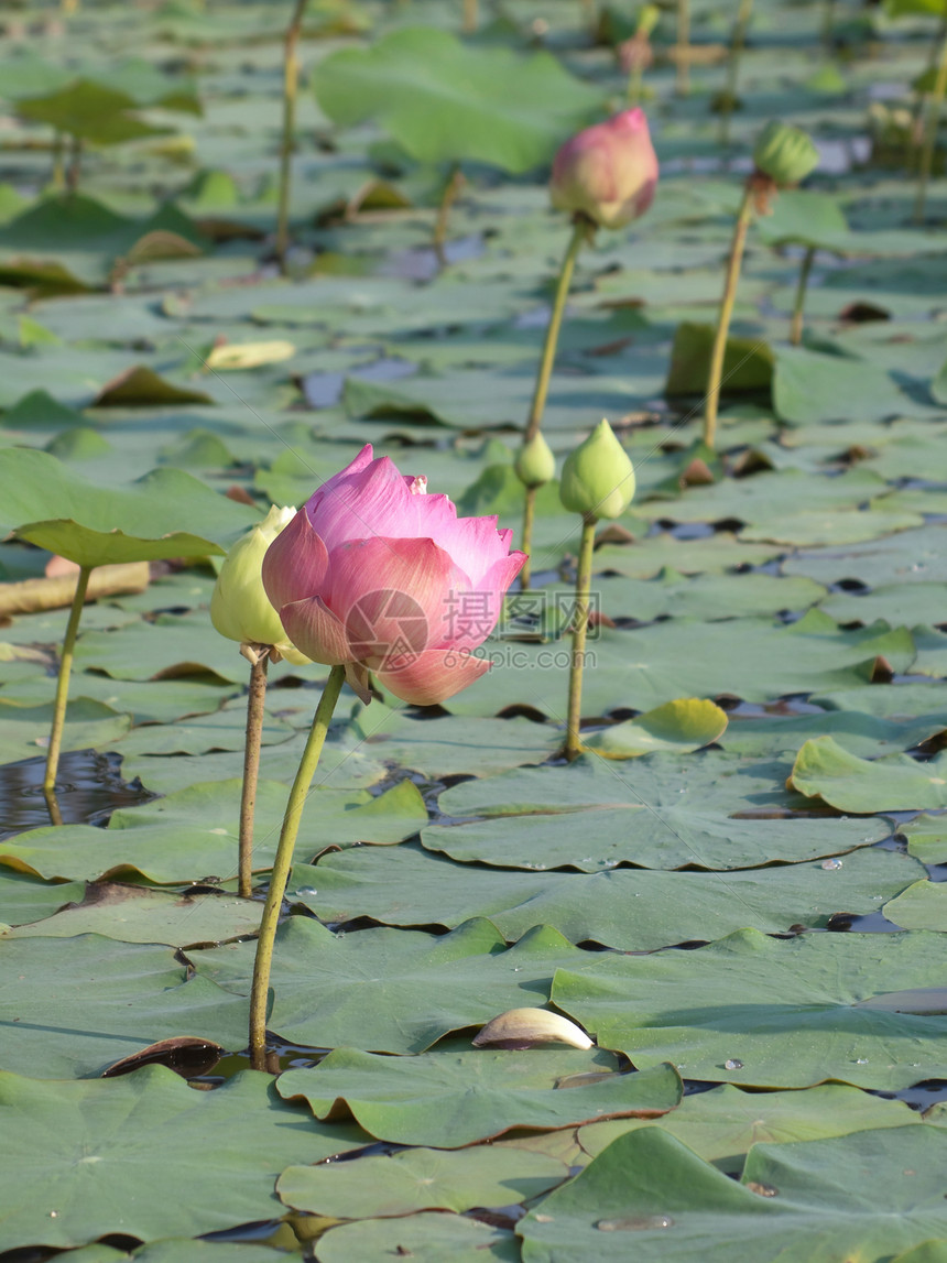 莲花公园生长百合季节池塘植物群花园植物学花瓣荷花图片