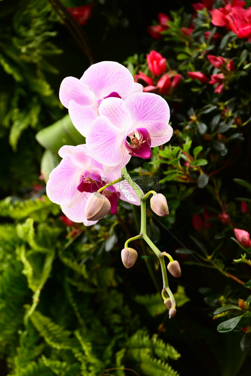 兰花植物花园图片