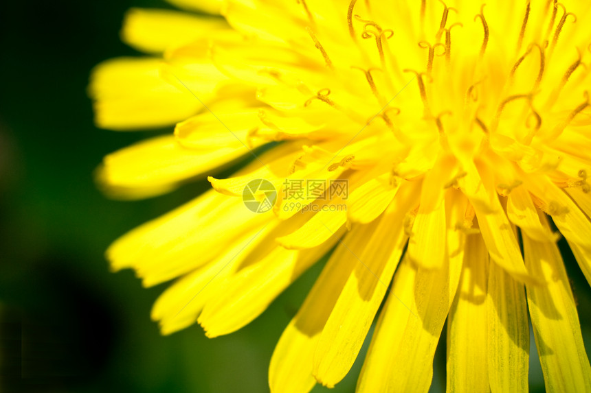 花层蜜蜂昆虫蜂蜜花瓣药品生长植物群草地宏观植物图片