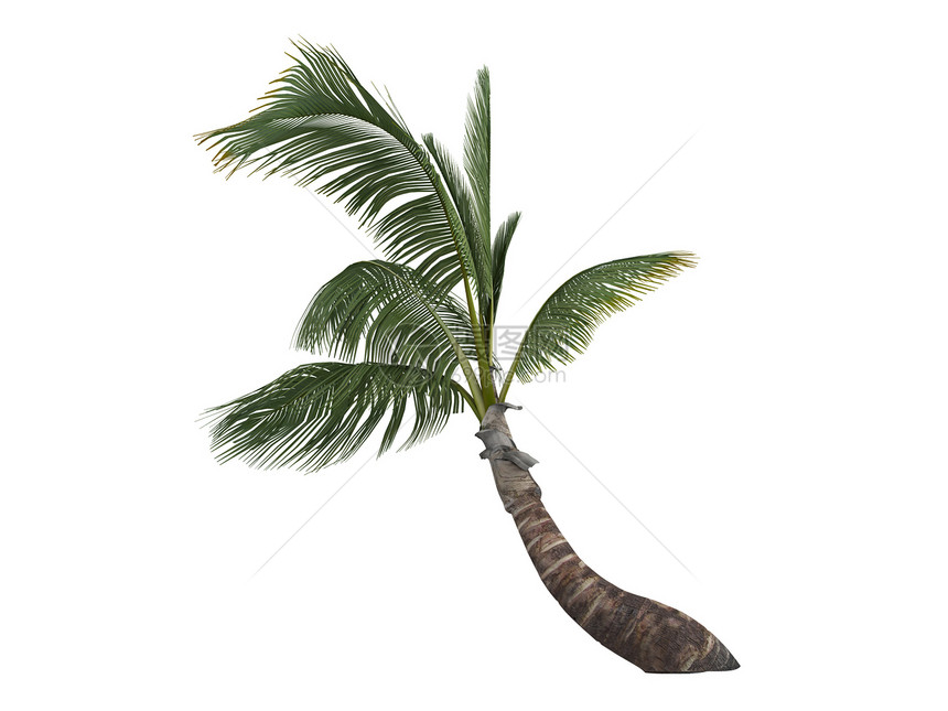 椰子或椰子菌核桃属棕榈叶子热带可可植物群异国木头情调树干图片