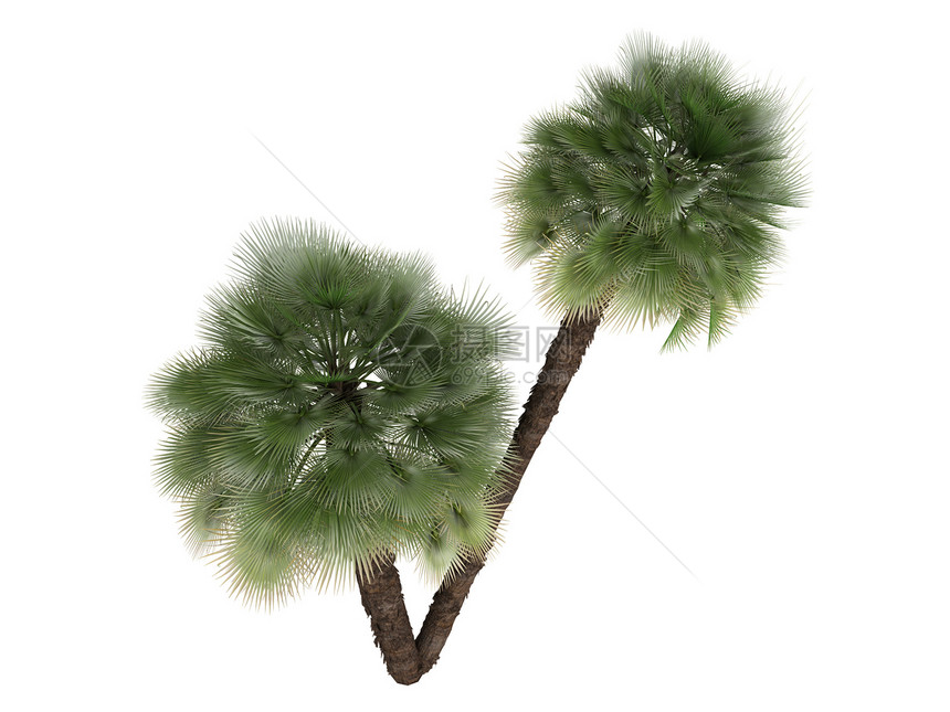 欧洲粉红棕榈或查美罗天堂环境扇子插图生活植物群丛林异国亚热带植物图片
