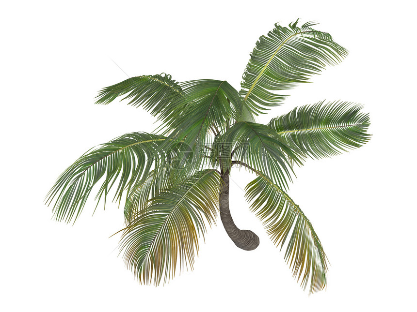 椰子或椰子菌可可亚热带叶子热带插图棕榈生态情调丛林环境图片