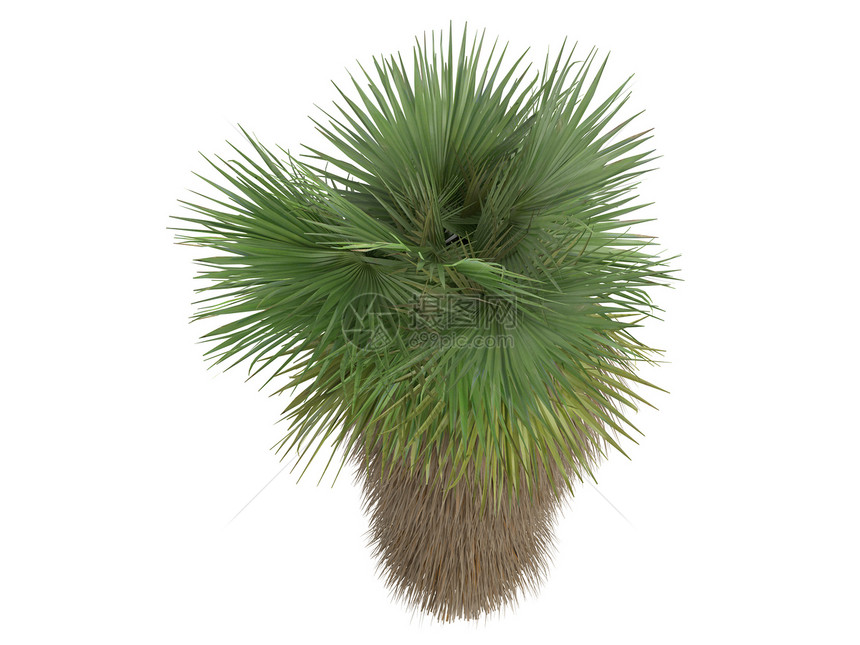 沙漠扇形棕榈或植物插图环境生态叶子植物群热带生活扇子木头图片