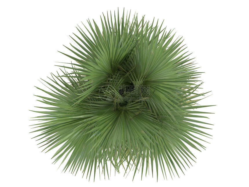沙漠扇形棕榈或生态扇子木头叶子植物插图植物群环境生活热带图片