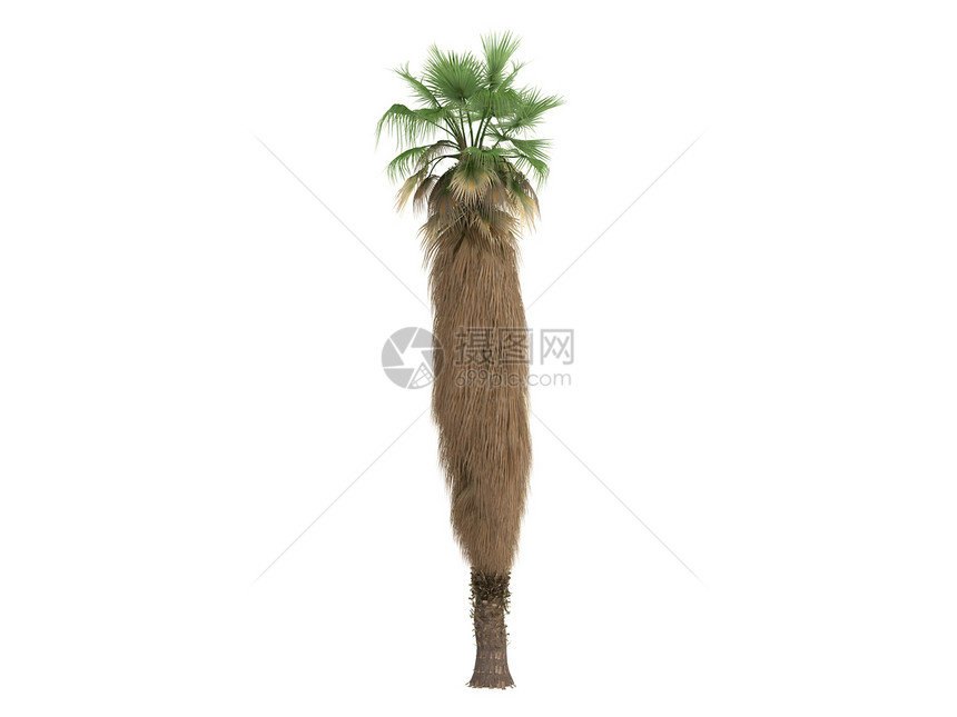 沙漠扇形棕榈或生活棉布树干植物群木头生态植物扇子环境插图图片