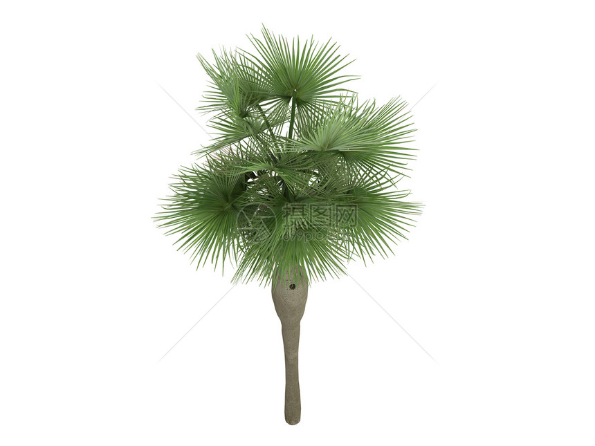 Guano或螺旋球藻天堂丛林美丽棕榈异国插图生活鸟粪亚热带图片