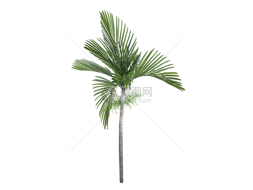 琼尼斯帕尔姆或维切亚约安尼斯美丽多叶棕榈亚热带生态叶子丛林植物绿色环境图片