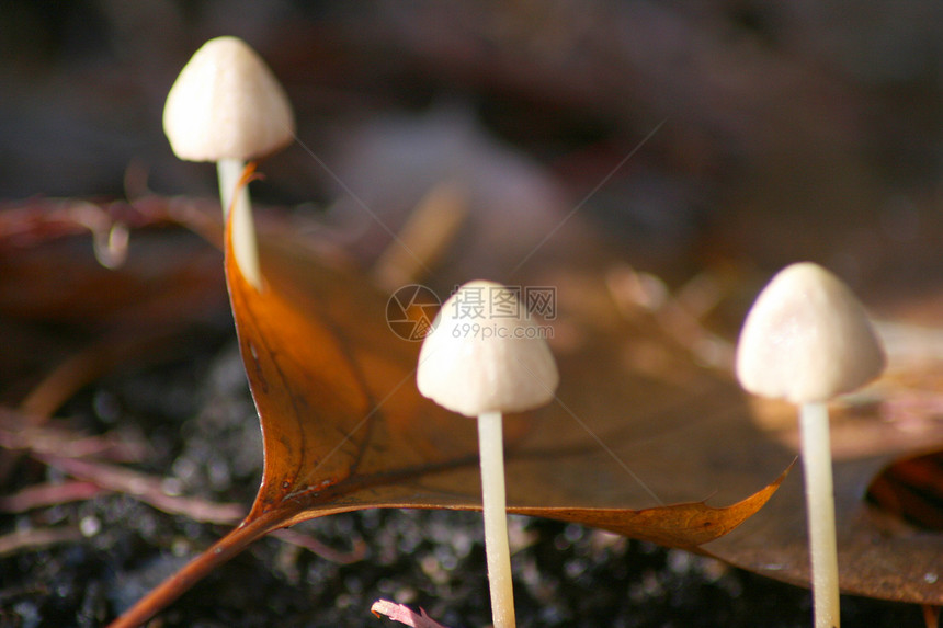 三个小蘑菇图片
