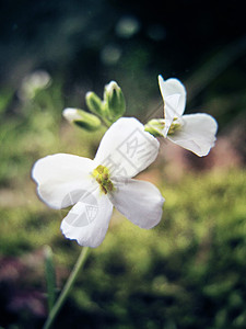 白色的花绿色背景图片