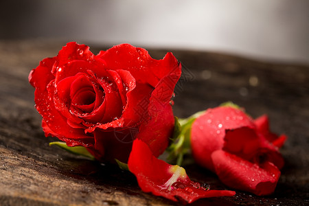 红玫瑰宏观热情摄影植物群桌子花瓣红色背景图片