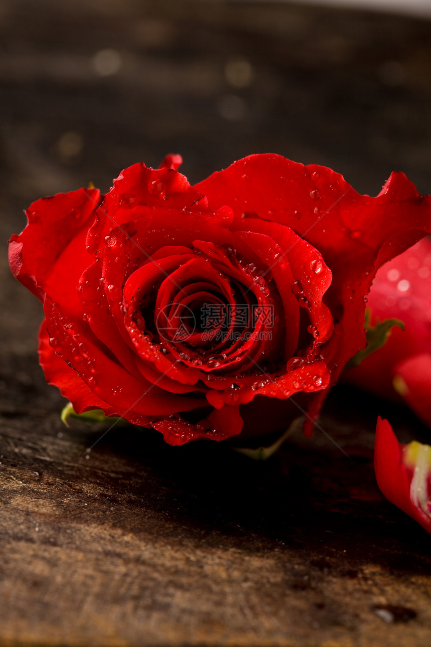 红玫瑰花瓣桌子宏观植物群摄影热情红色图片