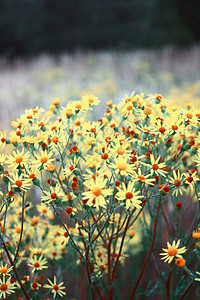 黄色花朵草地场地背景图片