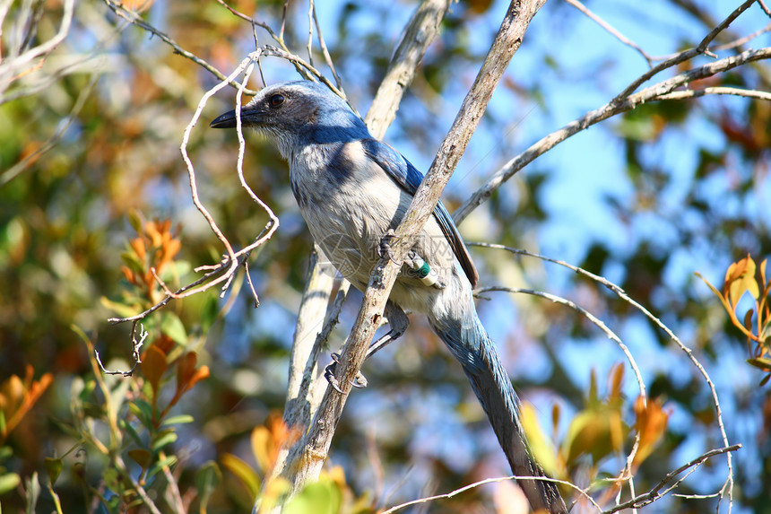 阿菲洛科马联合环境荒野隐藏公园鸟类威胁衬套动物群小鸟生物学图片