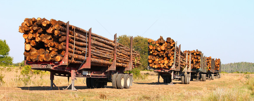 伐木拖车佛罗里达州运输森林踪迹场景松树木材收获卡车环境降解图片