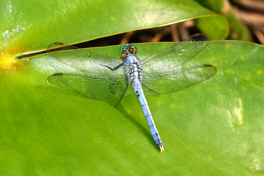 东庞德霍克蓝色野生动物荒野生态植物动物动物群臭虫湿地昆虫学图片