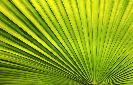 棕榈叶绿色牧草热带植物线条折叠中风叶子背景图片