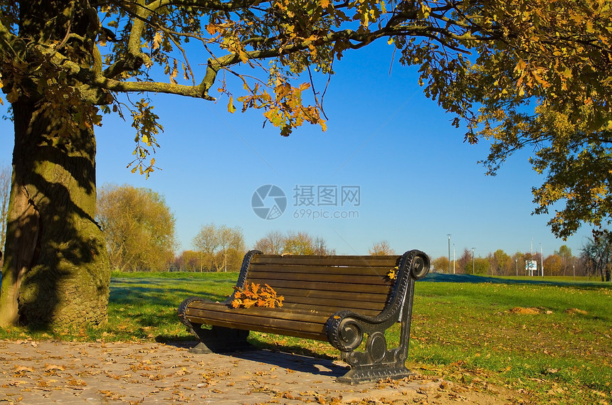 秋天公园的长凳橡木棕色人行道孤独黄色叶子金子场景绿色树木图片