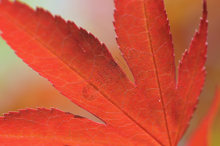 Acer Maple树红叶橙子叶子红色植物背景图片