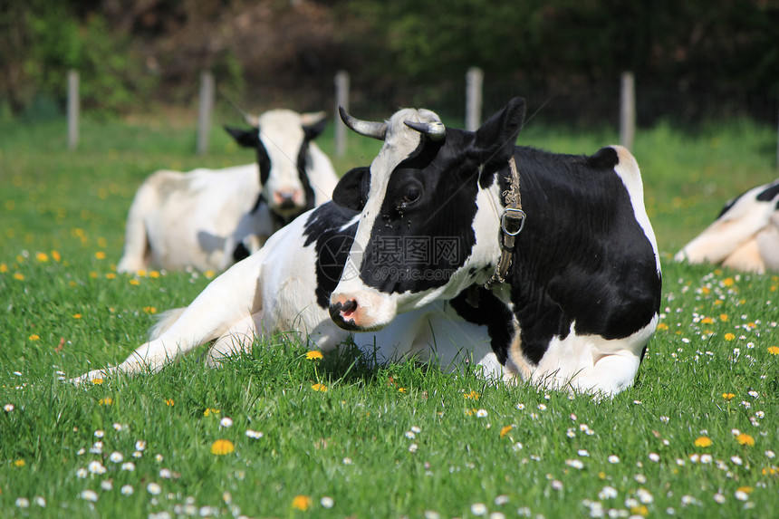 瑞士弗里堡州牛群草地爪子动物休息眼睛牛皮花朵碱液喇叭耳朵图片