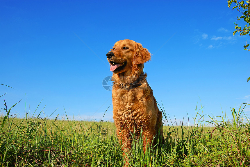 金色寻金狗肖像动物快乐猎人宠物鼻子猎犬晴天蓝色植物场地图片
