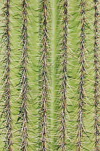 仙人针绿色植物多刺荆棘干旱沙漠背景图片