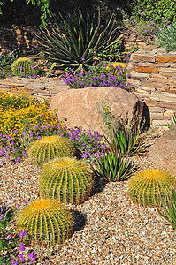 植物沙漠花园花园荆棘干旱花朵公园高清图片