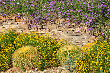 植物沙漠花园公园花朵干旱花园荆棘背景图片