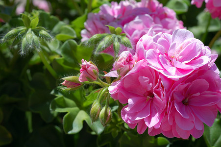 粉红草花植物群花艺装饰花朵季节性风格花瓣花园园艺植物背景图片