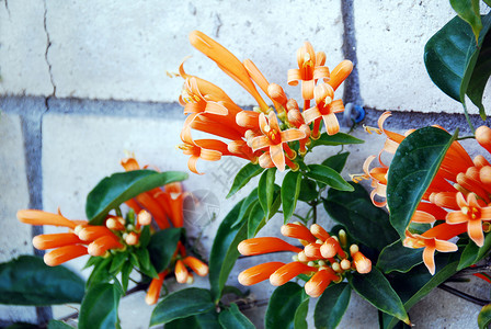 烈火葡萄橙碧尼翁花花瓣植物园艺装饰喇叭阴影橙子植物群花园花艺背景