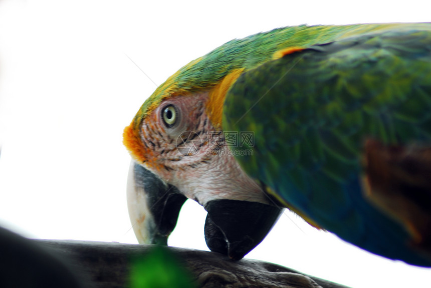 孤立的绿色黄金刚鹦鹉鸟羽毛动物群异国栖息情调热带眼睛鹦鹉森林丛林图片