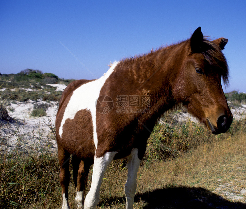 阿萨塔格岛的野小马图片